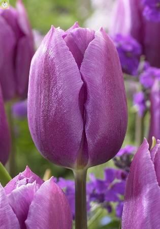 Купить оптом в Ботанике Тюльпан Блю Бьюти 10 шт