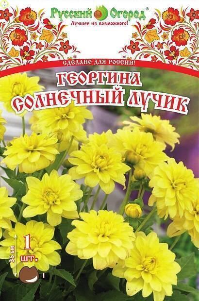Купить оптом в Ботанике Клематис Распутин 1 шт