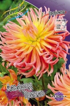 Купить оптом в Ботанике Георгина Альфред Грилль 1 шт кактусовые