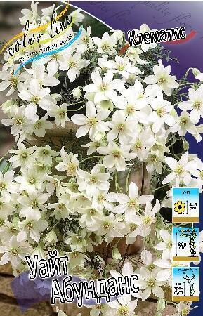 Купить оптом в Ботанике Клематис Уайт Абунданс 2 шт