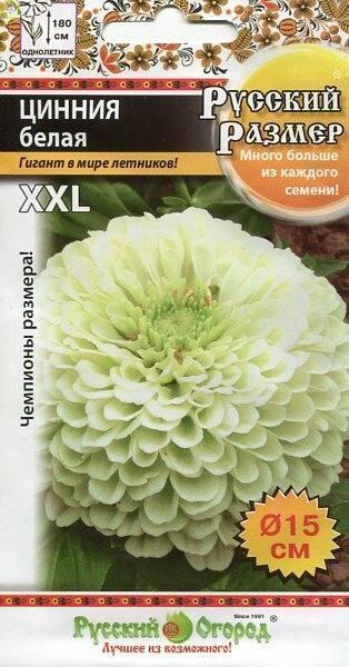 Купить оптом в Ботанике семена Цинния Русский размер белая НК бренд НК