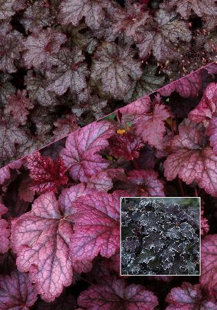 Купить оптом в Ботанике Гейхера Аметист Мист 1 шт