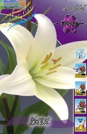 Купить оптом в Ботанике Лилия Бах 12/14 25шт