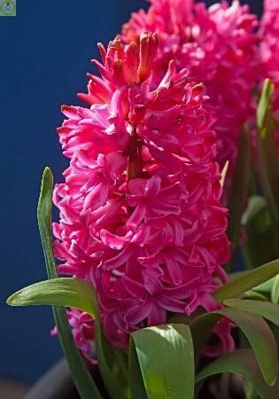 Купить оптом в Ботанике Гиацинт Скарлет Перл 5шт