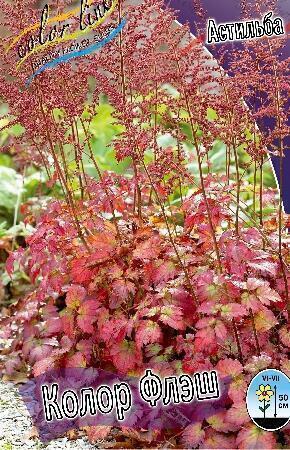 Купить оптом в Ботанике Астильба Колор Флэш супер 1шт