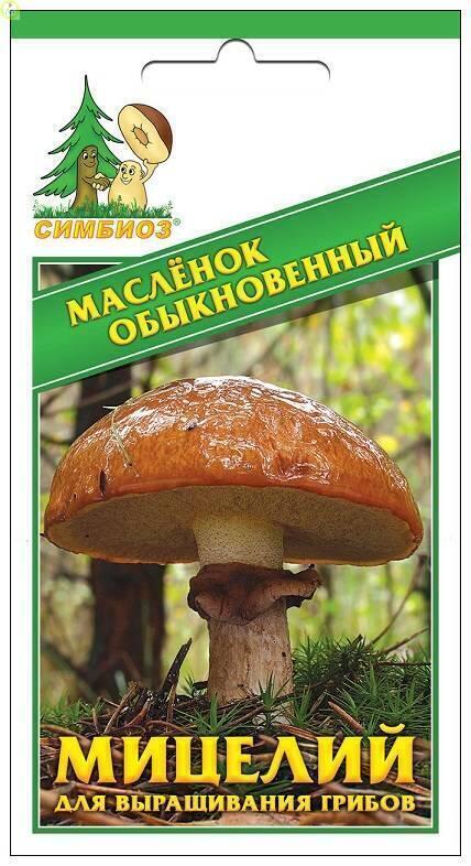 Купить оптом в Ботанике семена Масленок обыкновенный Сим бренд НПМЛ СИМБИОЗ