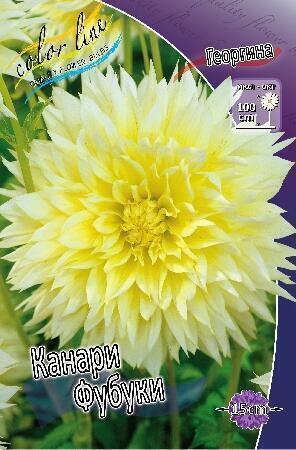 Купить оптом в Ботанике Георгина Когане Фубуки 1 шт бахромчатые