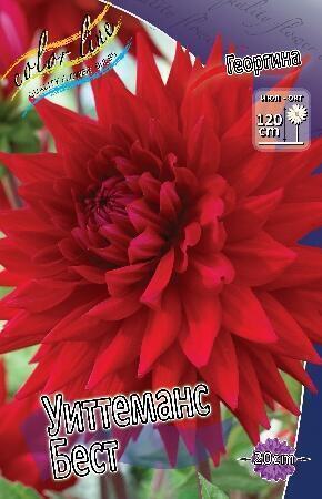 Купить оптом в Ботанике Георгина Уиттеманс Бест 1 шт кактусовые