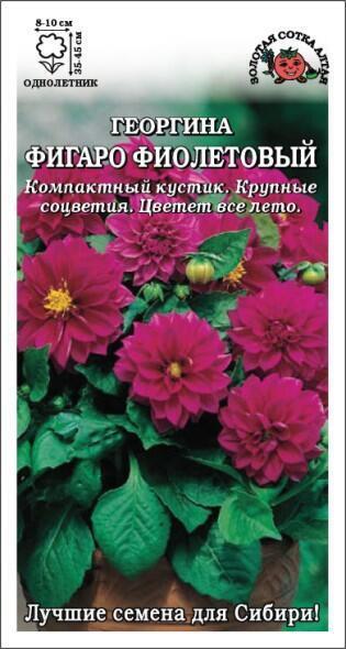Купить оптом в Ботанике семена Георгина Фигаро Фиолетовый ЗС бренд Золотая сотка