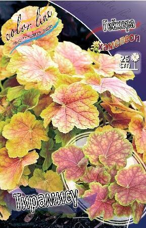 Купить оптом в Ботанике Гейхера Тирамису 1 шт