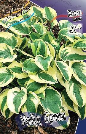 Купить оптом в Ботанике Хоста Уайт Брим 2 шт