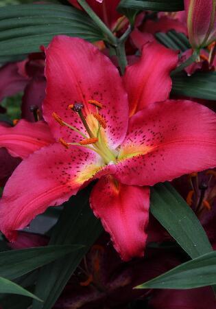 Купить оптом в Ботанике Лилия Тессала 7 шт