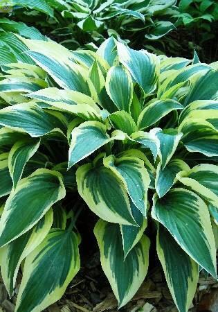 Купить оптом в Ботанике Хоста Бобкат 1 шт 