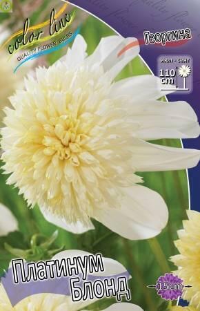Купить оптом в Ботанике Георгина Платинум Блонд 1 шт анемоновидные 