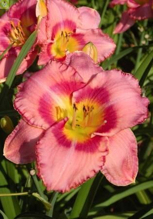 Купить оптом в Ботанике Лилейник Дрэсс Пинк 25 шт