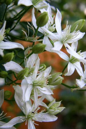 Купить оптом в Ботанике Клематис Маньчжурский 2 шт