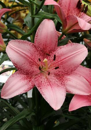 Купить оптом в Ботанике Лилия Коголето 7 шт