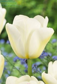 Купить оптом в Ботанике Тюльпан Ангелс Уиш 10 шт