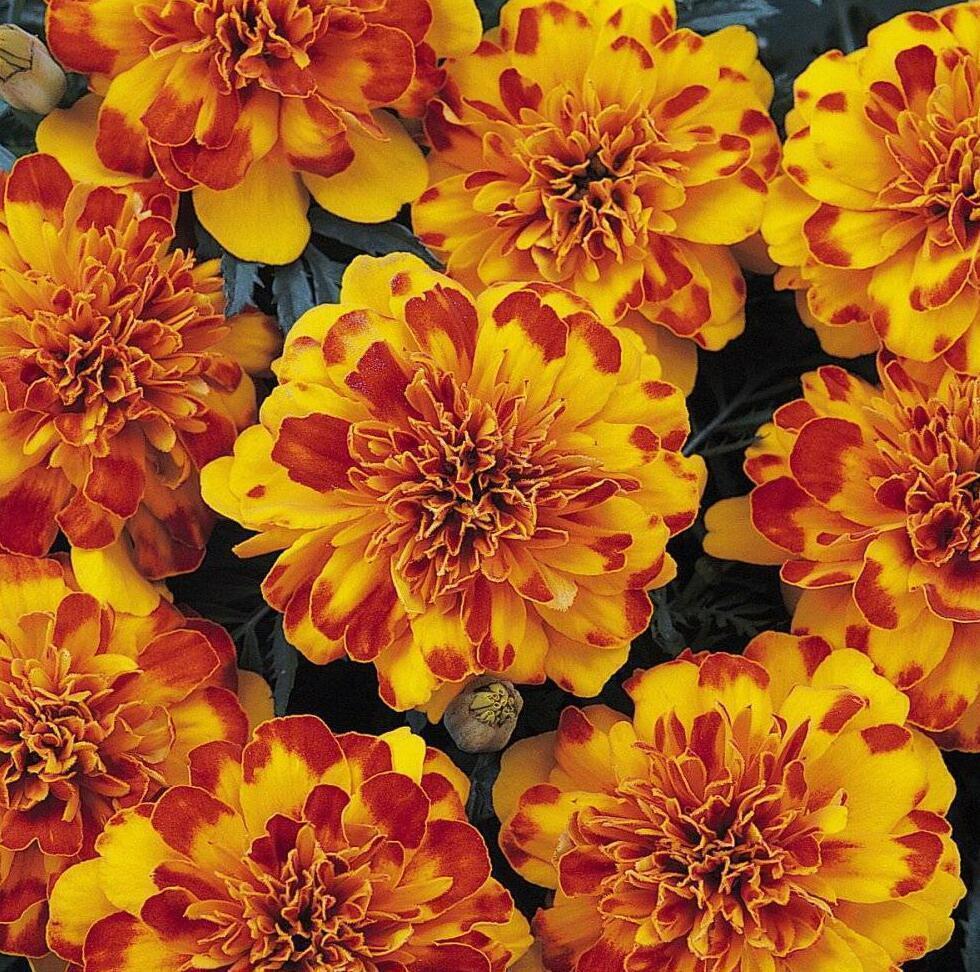 Купить оптом в Ботанике семена Бархатцы Бонанза Болеро Акв бренд Акварель