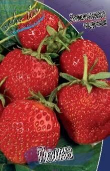 Купить оптом в Ботанике Земляника садовая Полка 5 шт