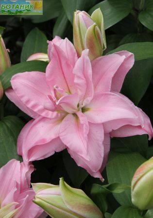 Купить оптом в Ботанике Лилия Эдита 12/14 25шт