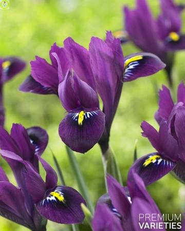 Купить оптом в Ботанике Ирис Пурпл Хилл 10 шт