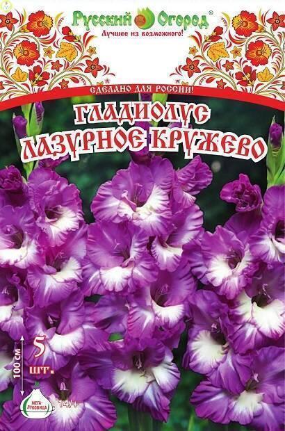 Купить оптом в Ботанике Гладиолус Лазурное Кружево 14/