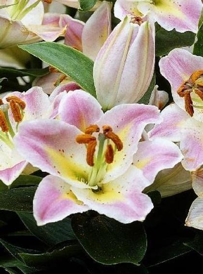 Купить оптом в Ботанике Лилия Алиби 5 шт