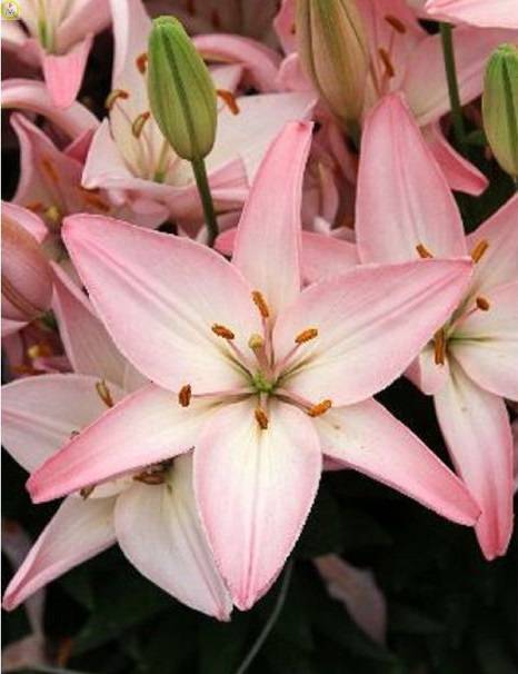 Купить оптом в Ботанике Лилия Соракаба 25 шт