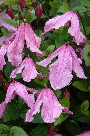 Купить оптом в Ботанике Клематис Хендриетта 2 шт