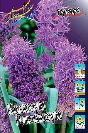 Купить оптом в Ботанике Мускари Комозум Плюмозум 10 шт