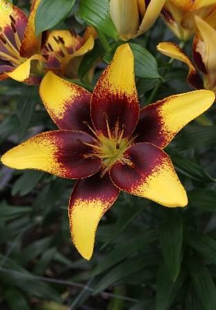 Купить оптом в Ботанике Лилия Кофе Латте 7 шт