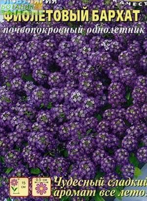 Купить оптом в Ботанике семена Лобулярия Фиолетовый бархат БП Аэл бренд Аэлита