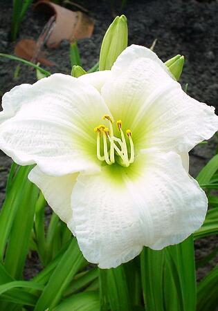 Купить оптом в Ботанике Лилейник Джентл Шепперд 2 шт