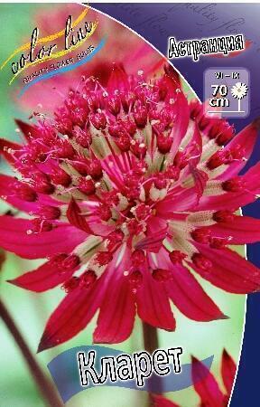 Купить оптом в Ботанике Астранция Кларет 1 шт