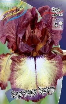 Купить оптом в Ботанике Ирис Бронзэйр 2 шт