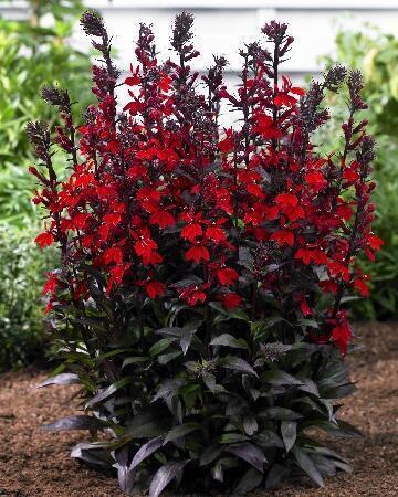 Купить оптом в Ботанике Лобелия Скарлет Принцесса 1 шт