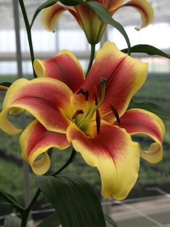 Купить оптом в Ботанике Лилия Флавия 7 шт