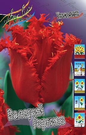 Купить оптом в Ботанике Тюльпан Валерий Гергиев 7 шт