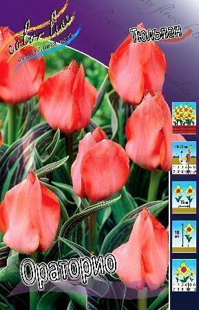 Купить оптом в Ботанике Тюльпан Ораторио 10 шт