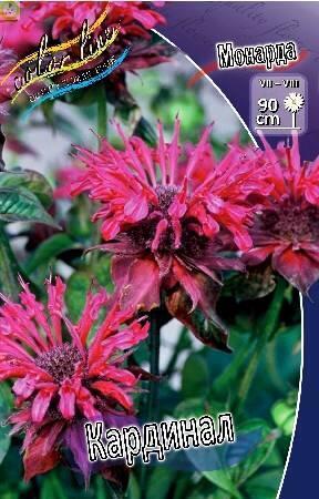 Купить оптом в Ботанике Монарда Кардинал 50 шт