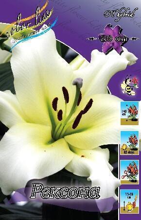 Купить оптом в Ботанике Лилия Рексона 7 шт