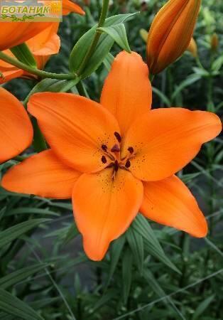 Купить оптом в Ботанике Лилия Аргос 12/14 25шт