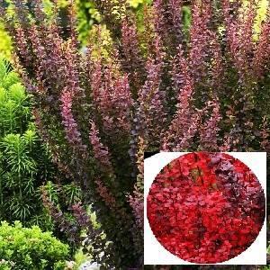 Купить оптом в Ботанике Барбарис Тунберга Ред Пиллар С2