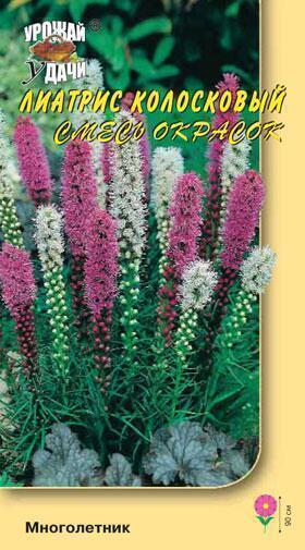 Купить оптом в Ботанике семена Лиатрис Смесь окрасок колосковый УУ бренд Урожай Удачи