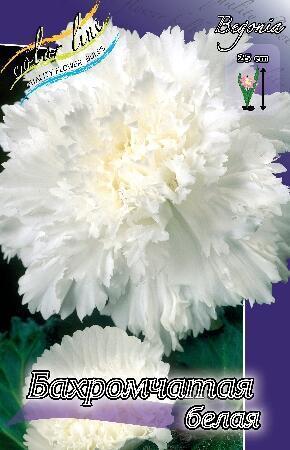 Купить оптом в Ботанике Бегония Бахромчатая белая 5/6 50 шт