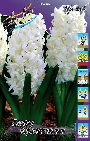Купить оптом в Ботанике Гиацинт Сноу Кристалл 5 шт