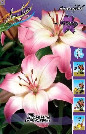 Купить оптом в Ботанике Лилия Леви 5 шт 