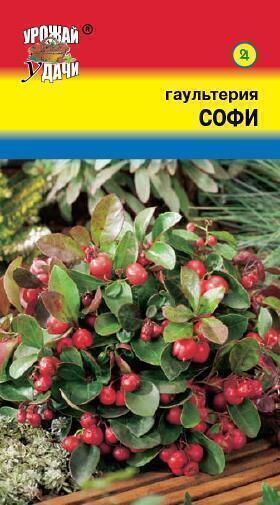 Купить оптом в Ботанике семена Гаультерия Софи УУ бренд Урожай Удачи