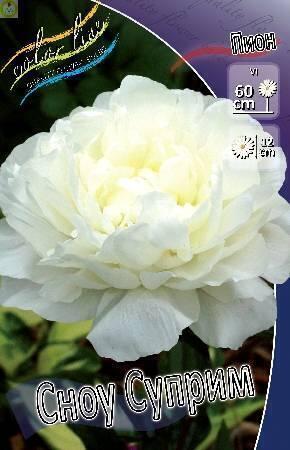 Купить оптом в Ботанике Пион Сноу Суприм 25 шт